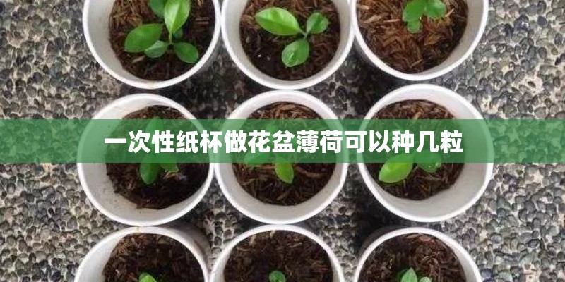 一次性纸杯做花盆薄荷可以种几粒
