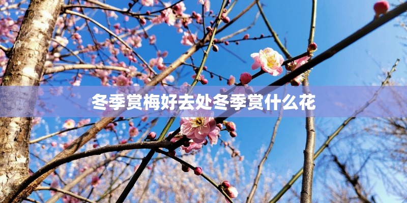 冬季赏梅好去处冬季赏什么花