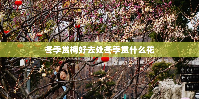 冬季赏梅好去处冬季赏什么花