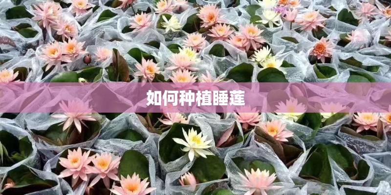 如何种植睡莲