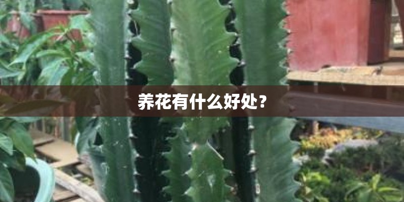 养花有什么好处？