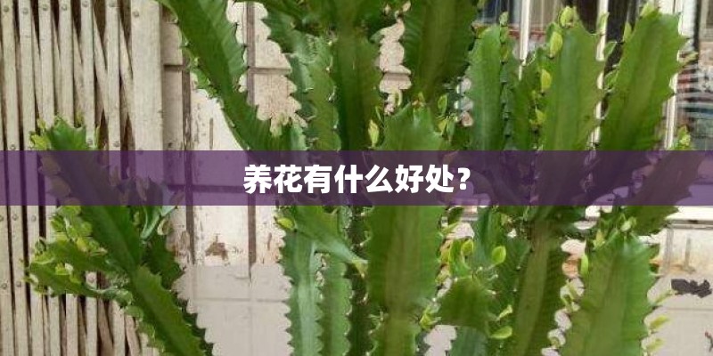 养花有什么好处？