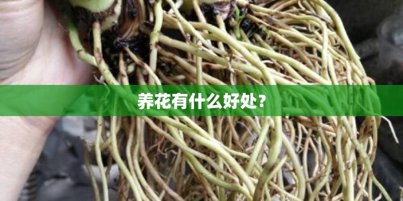 养花有什么好处？