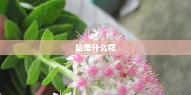 这是什么花