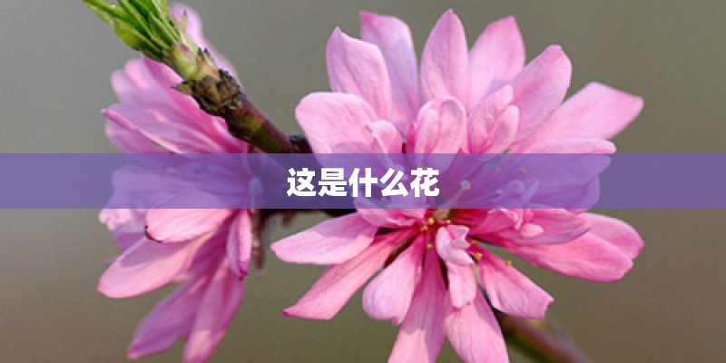 这是什么花