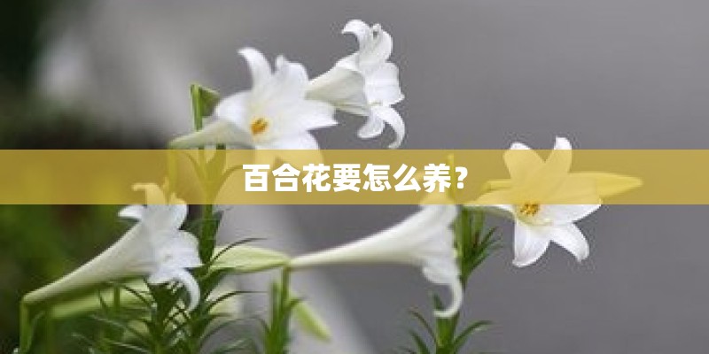百合花要怎么养？