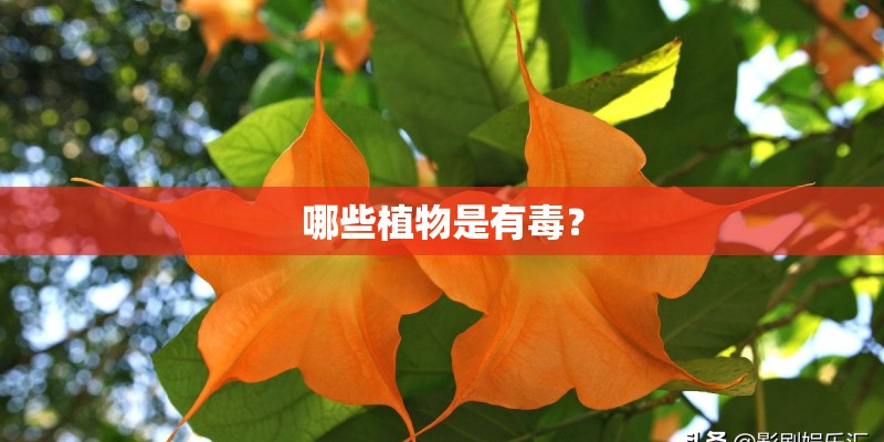 哪些植物是有毒？