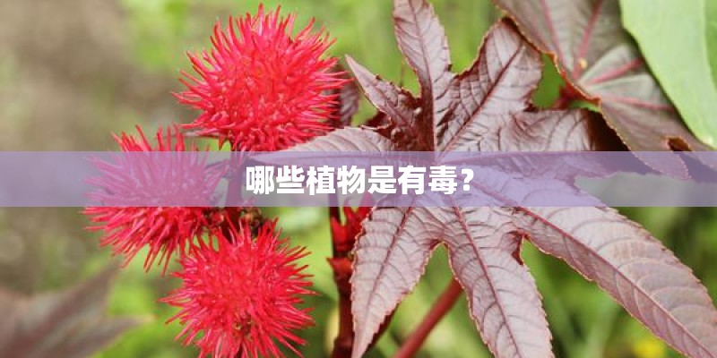 哪些植物是有毒？