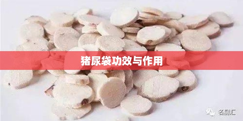 猪尿袋功效与作用