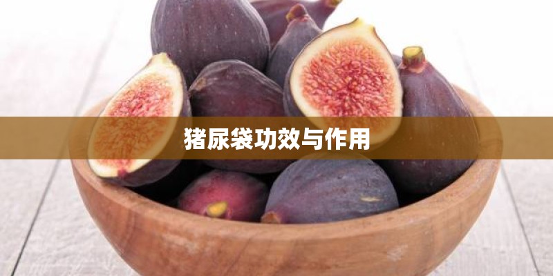 猪尿袋功效与作用