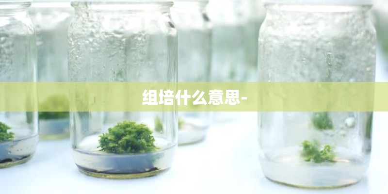 组培什么意思-