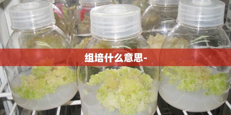 组培什么意思-