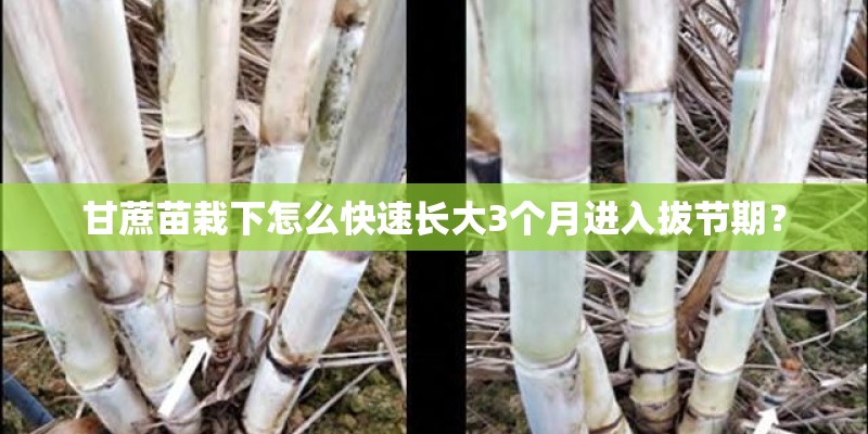 甘蔗苗栽下怎么快速长大3个月进入拔节期？