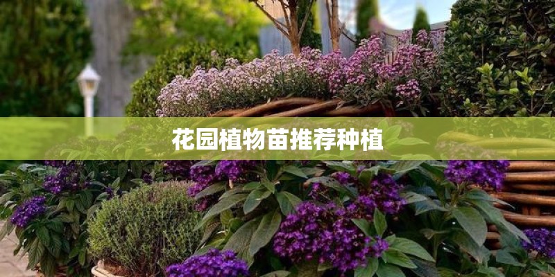 花园植物苗推荐种植