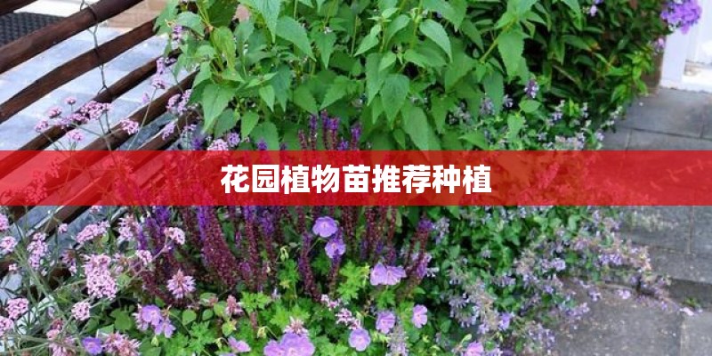花园植物苗推荐种植
