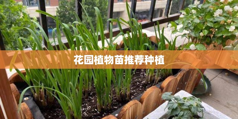 花园植物苗推荐种植