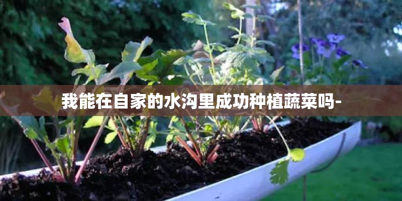 我能在自家的水沟里成功种植蔬菜吗-