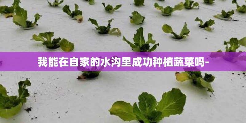 我能在自家的水沟里成功种植蔬菜吗-