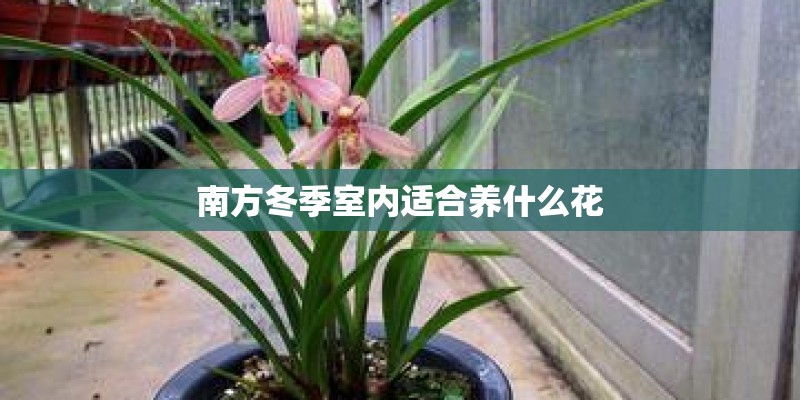 南方冬季室内适合养什么花