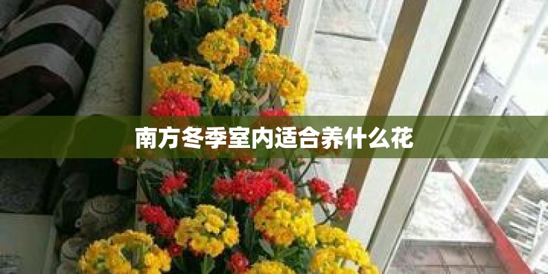 南方冬季室内适合养什么花