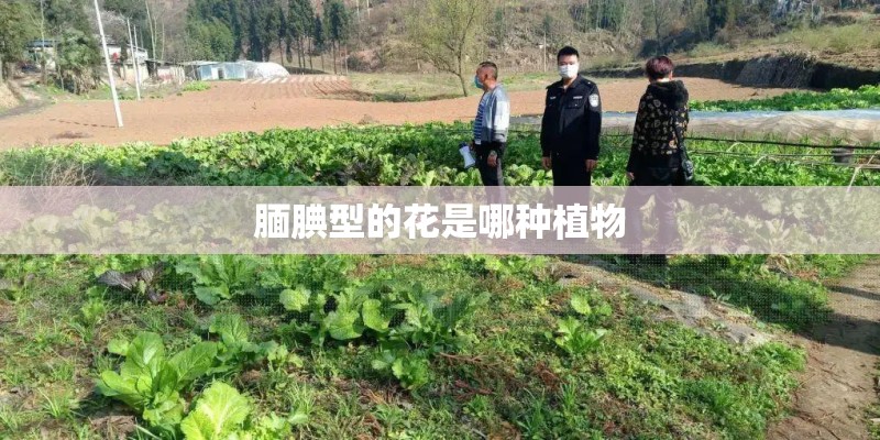 腼腆型的花是哪种植物