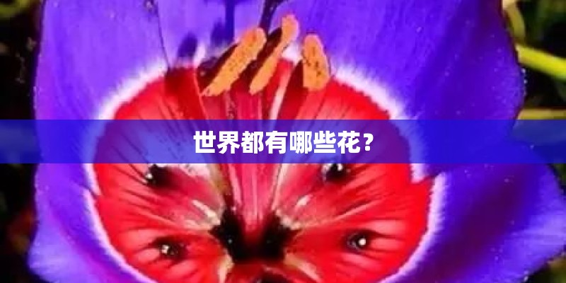 世界都有哪些花？