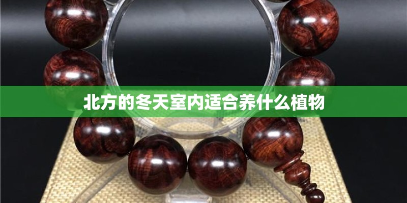 北方的冬天室内适合养什么植物