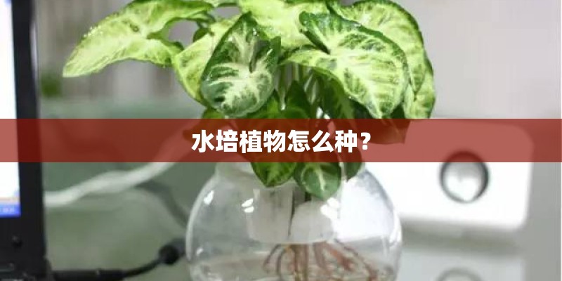 水培植物怎么种？