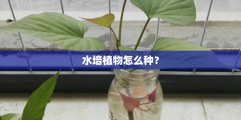 水培植物怎么种？