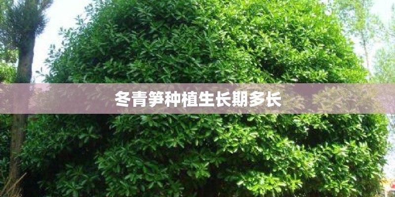 冬青笋种植生长期多长