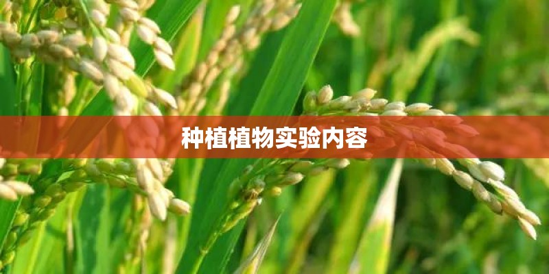 种植植物实验内容