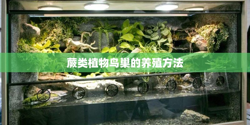 蕨类植物鸟巢的养殖方法