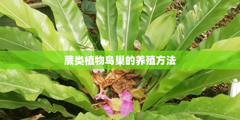 蕨类植物鸟巢的养殖方法