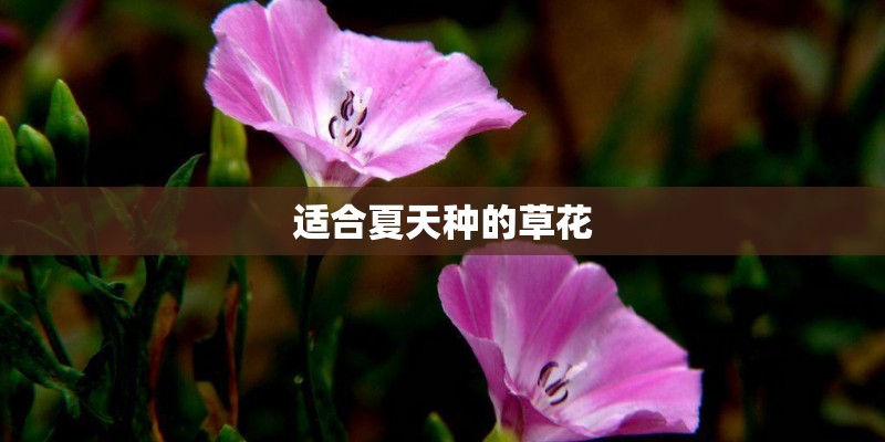 适合夏天种的草花