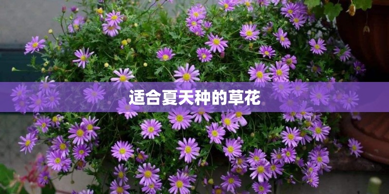 适合夏天种的草花