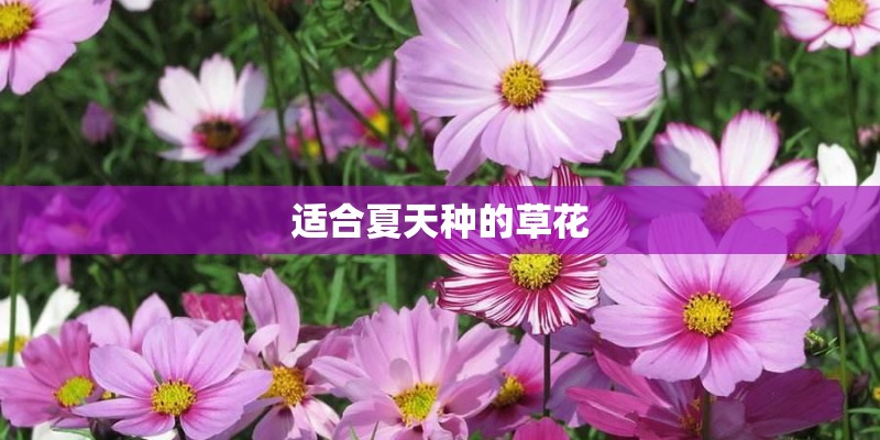 适合夏天种的草花