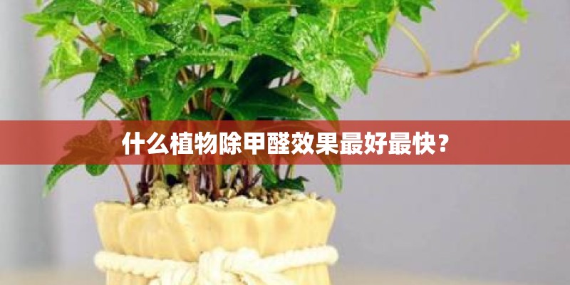 什么植物除甲醛效果最好最快？