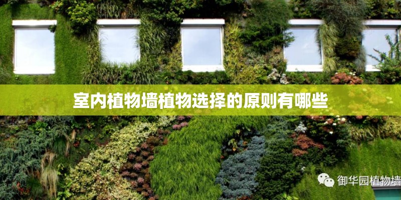 室内植物墙植物选择的原则有哪些