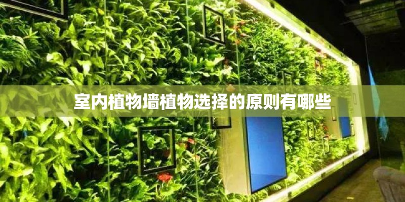 室内植物墙植物选择的原则有哪些