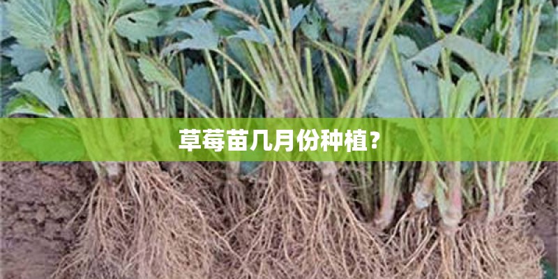 草莓苗几月份种植？