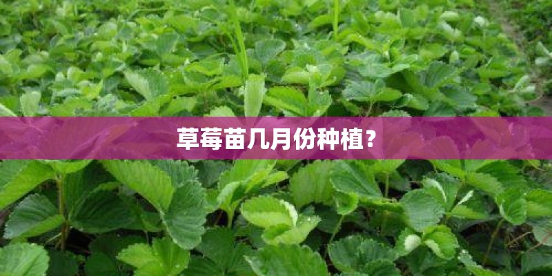 草莓苗几月份种植？