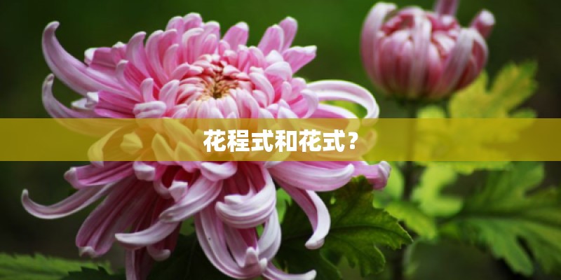 花程式和花式？