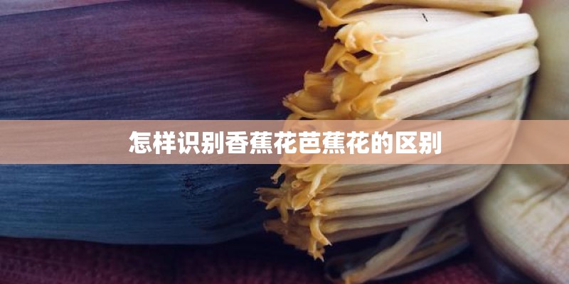怎样识别香蕉花芭蕉花的区别