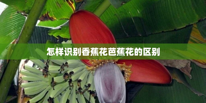 怎样识别香蕉花芭蕉花的区别