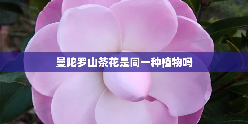 曼陀罗山茶花是同一种植物吗