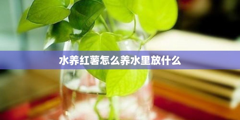 水养红薯怎么养水里放什么