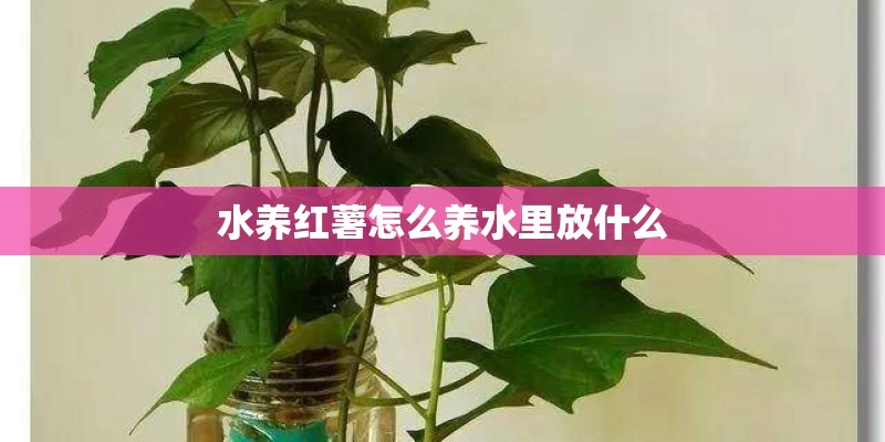 水养红薯怎么养水里放什么