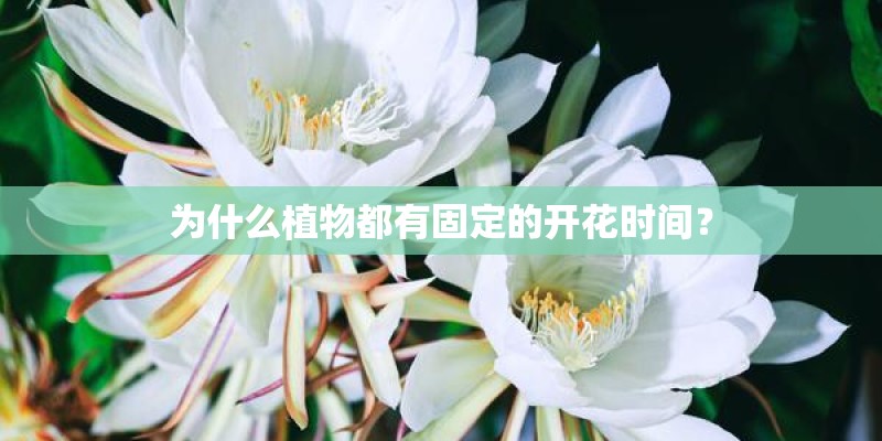 为什么植物都有固定的开花时间？
