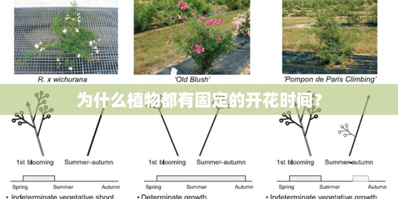 为什么植物都有固定的开花时间？