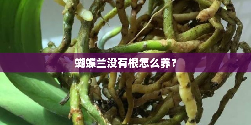 蝴蝶兰没有根怎么养？